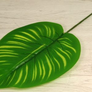 List philodendron YX21156